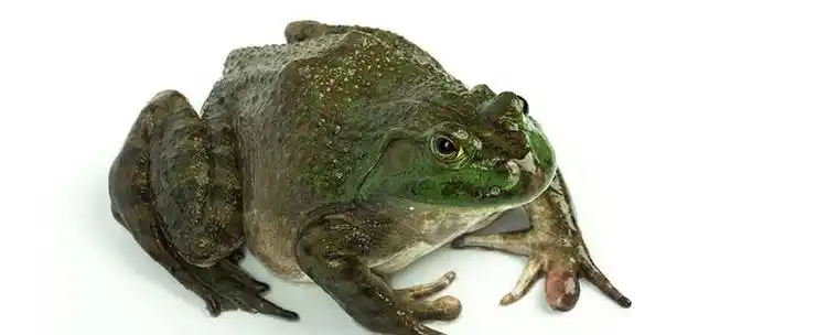 是一种大型食用蛙,其肉质细嫩,味道鲜美,营养丰富,具有一定的药用价值