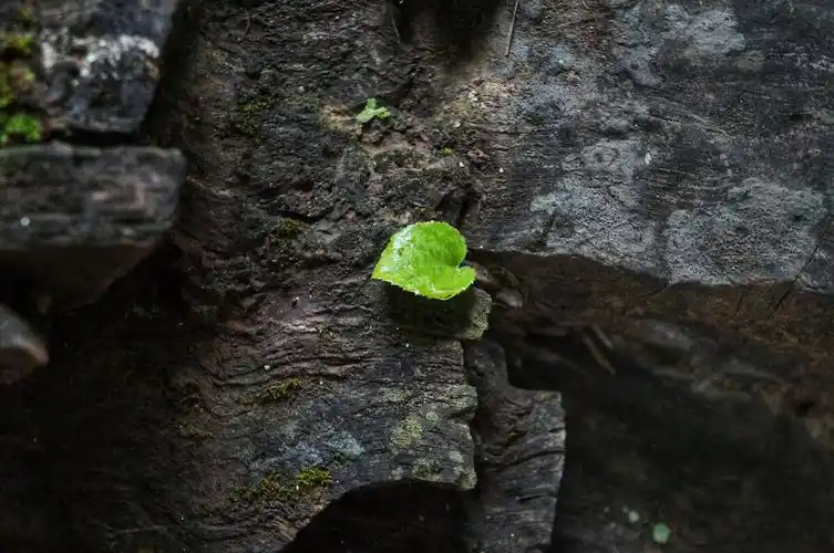 石缝里的生命顽强过岩石