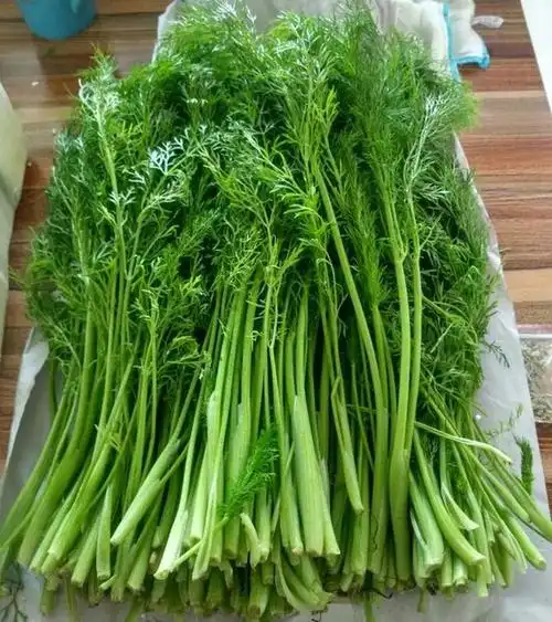 「卤料包的秘密24」小茴香,香料界的"组织部长"