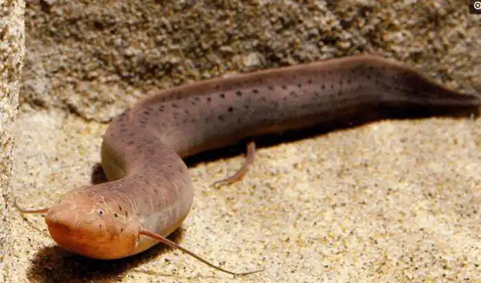 硬骨鱼纲肉鳍亚纲