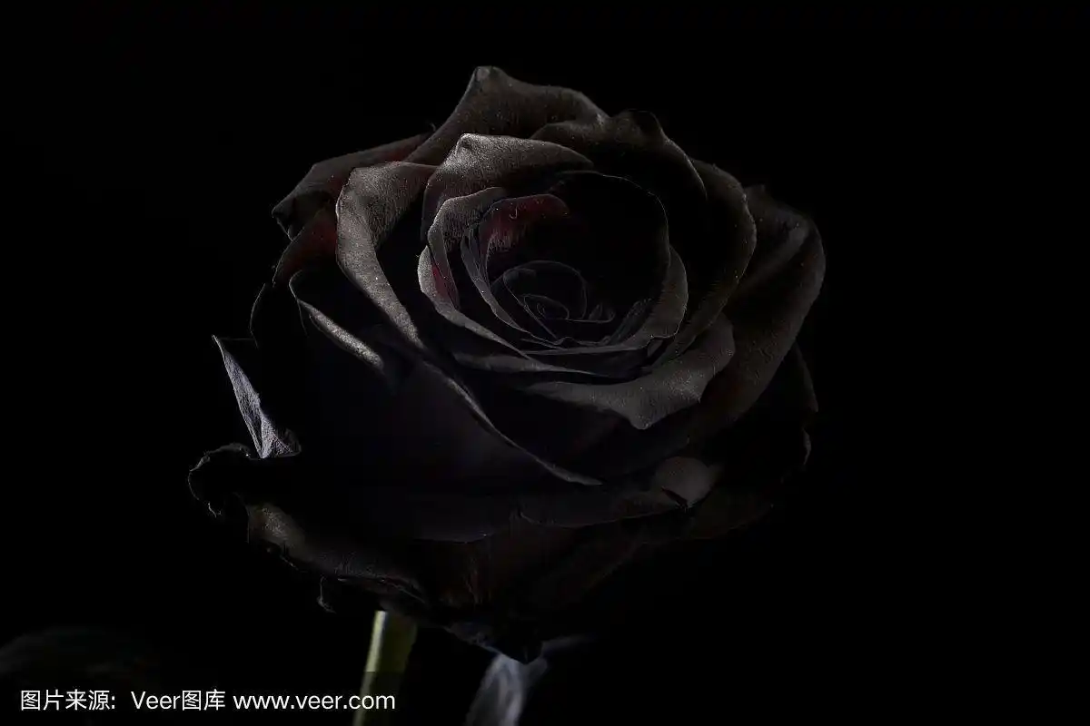 黑色背景上的黑色玫瑰