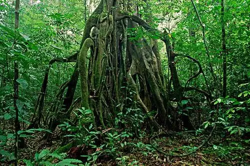 印度尼西亚"食人树",活活把人吃掉的"恐怖植物",当地人为什么还奉它为