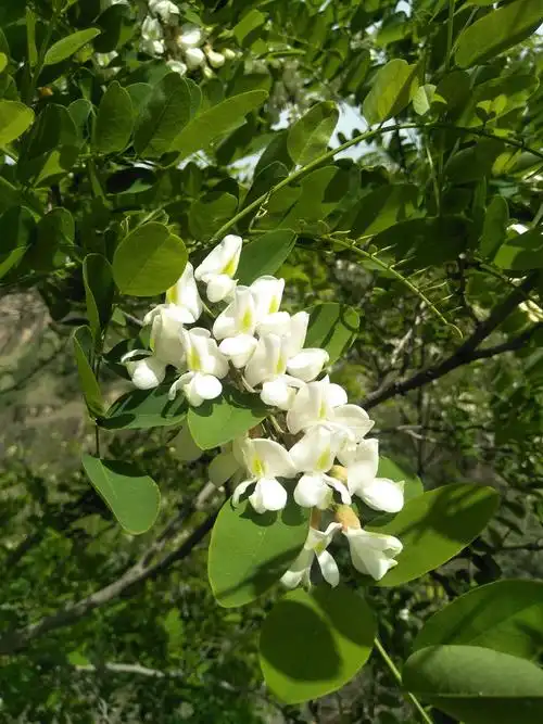 想你在昔日的槐花树下 文‖肖鹏