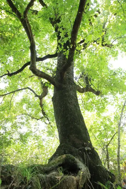 姚集八角门村葡萄咀枫香树,树龄300年.