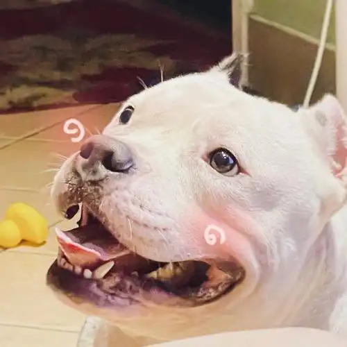 傻狗看食物的眼神过于专注,每次一边看一边还要流口水00仿佛从来没