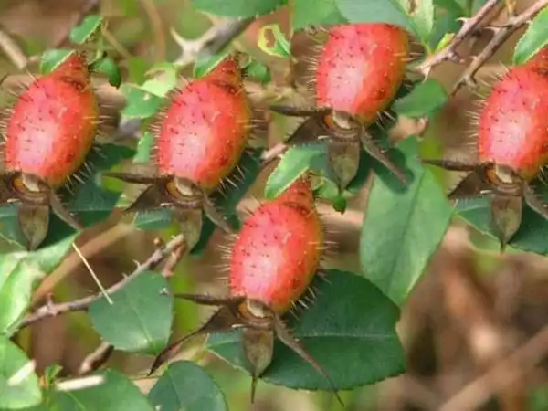 冬日老家山上带刺灯笼果,用它泡的酒被称为男人的加油站