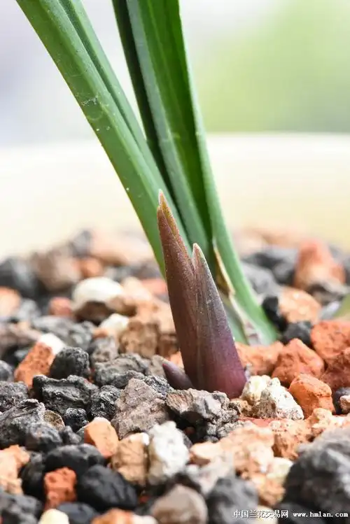 浙江地区的建兰叶芽才刚出土-建兰篇-兰花交易网论坛
