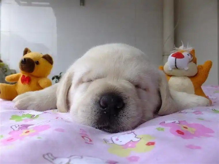 狗狗睡觉模样合集:第三个搞笑,柯基犬超萌,第七个愁眉苦脸