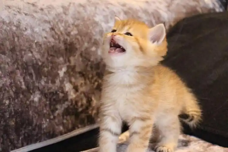 ny24色号的金渐层找新家