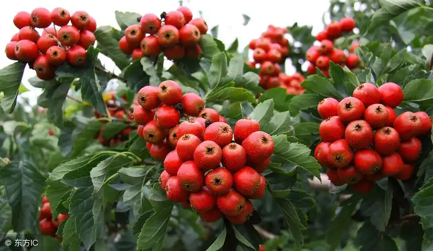 图集:每天认识一种中药——寒秋最爱山里红,树树挂满红灯笼