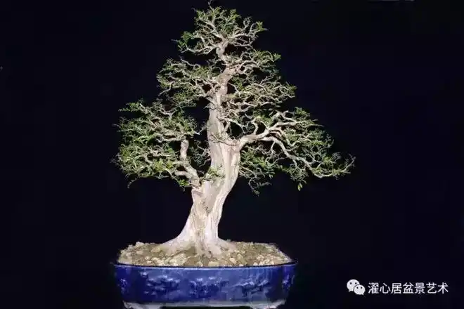 一组盆景作品欣赏感受岭南盆景的结顶方式