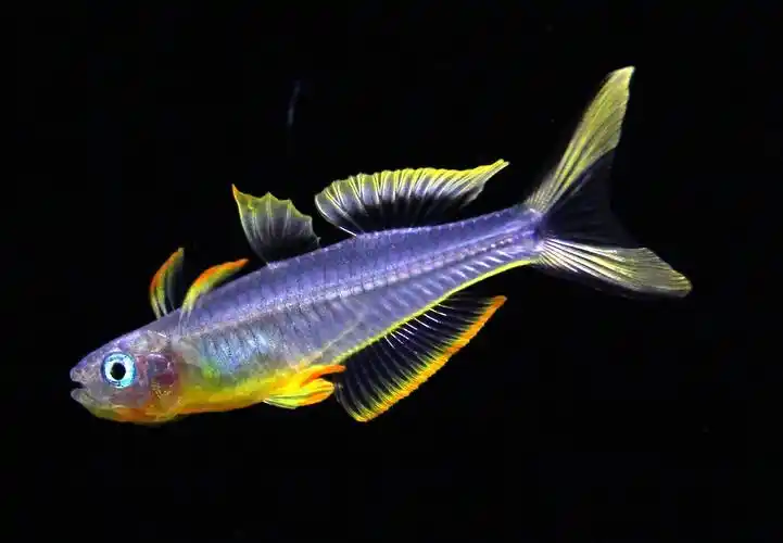 【特写】霓虹燕子