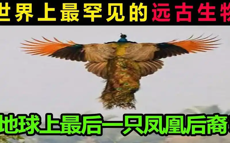 世界上最罕见远古生物,地球上最后一只凤凰后裔