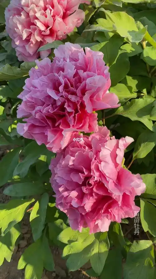 牡丹花的花语为圆满浓情,象征着家人之间的亲情,同时也象征着吉祥覆盖