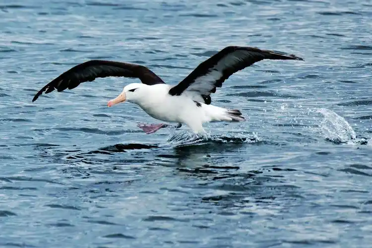 信天翁,在海上一待就5年,只有到繁殖期才上岸.
