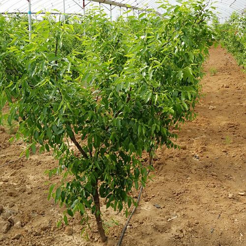 枣树树苗国光大枣南方品种果实超大当年结果空气净化剂