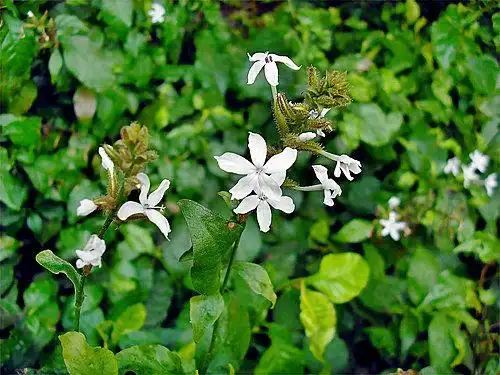 白花丹———功效:祛风,散疲,解毒,杀虫.