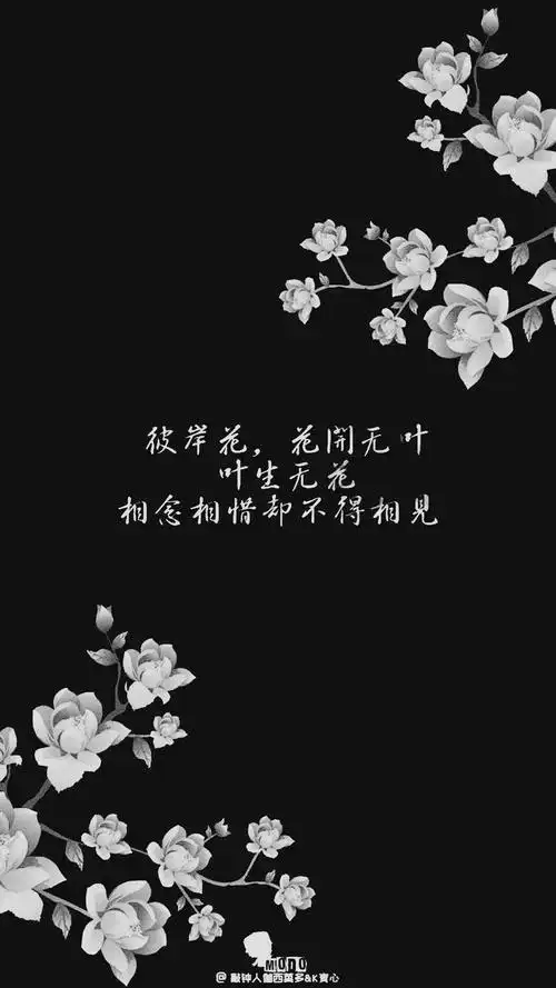 彼岸花,花开无叶,叶生无花,生生世世永不见.
