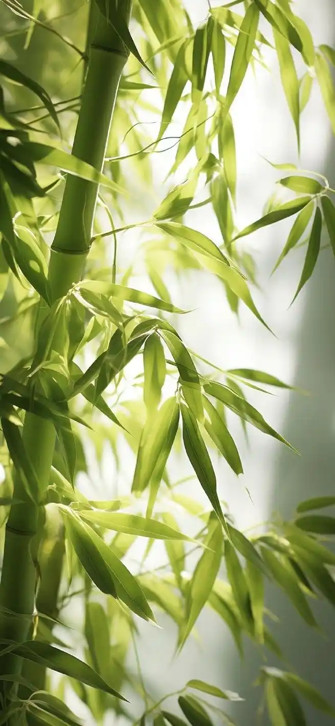 壁纸分享,翠翠青竹,潇洒自然