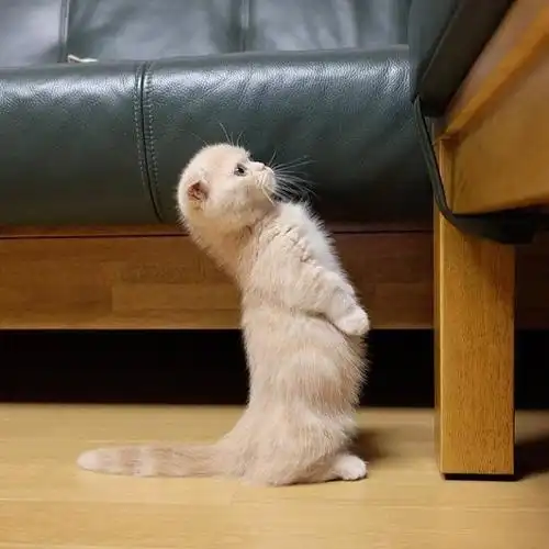 宠物表情包一只喜欢站立的小折耳猫萌爆67676767微博萌宠67