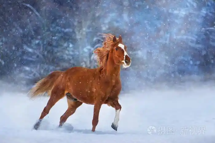 红马长鬃毛,冬天雪天跑得快
