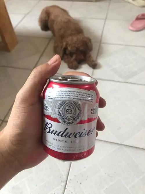 百威啤酒330ml24罐