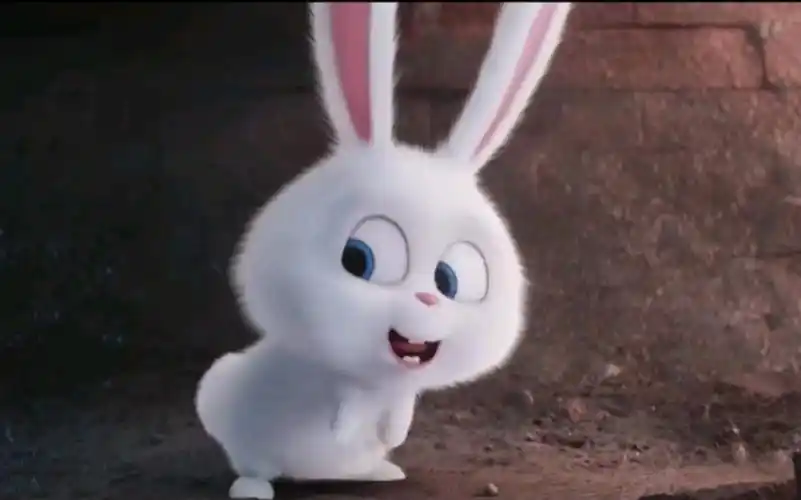 【爱宠大机密】软萌软萌的兔子谁会不爱呢