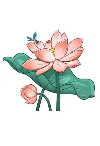 莲花荷花荷叶 莲花