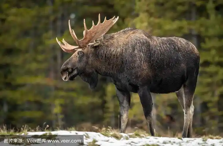 加拿大,驼鹿,杰士伯,自然,野生动物