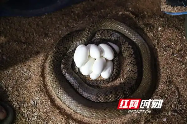 江永:"90后"大学生"与蛇共舞" 年创收70万元