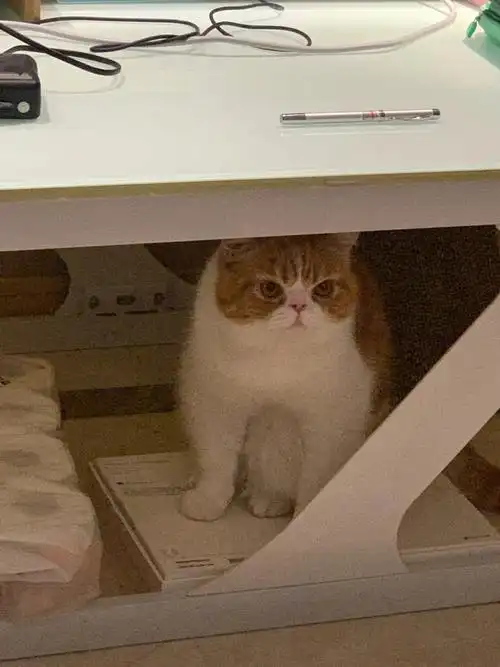 像英短乳白的加菲猫