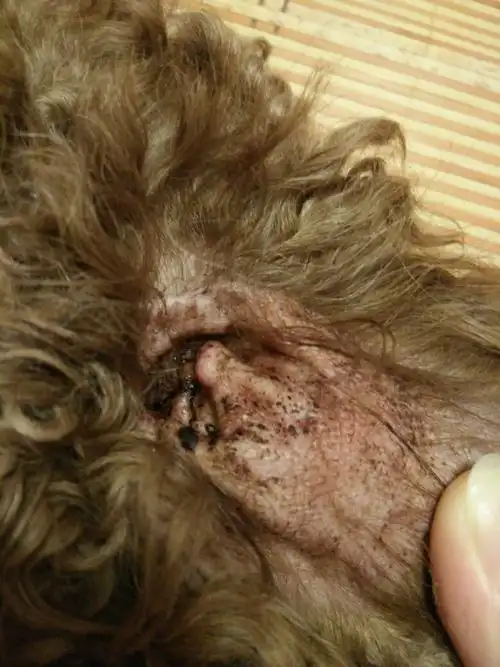 狗狗耳朵里都是褐色黏黏的东西,上了洗耳液和治真菌的药都不管用.