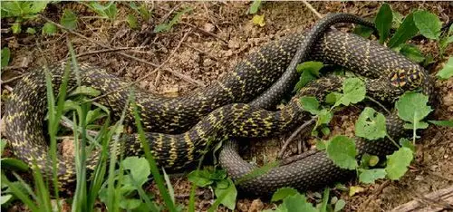 展开全部 王锦蛇主要分布在浙江,江西,安徽,江苏,福建,湖南,湖北