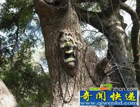 印尼食人树十天吞噬妇女竟然是因为这样