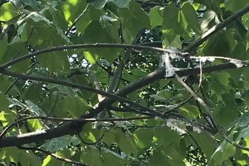 杭州有白色的絮毛在道路两旁漂浮着:是青桐木虱作祟