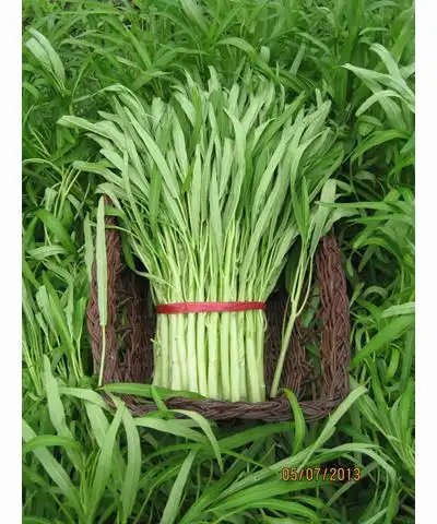 品种名称:阳美白梗-纯白柳叶空心菜