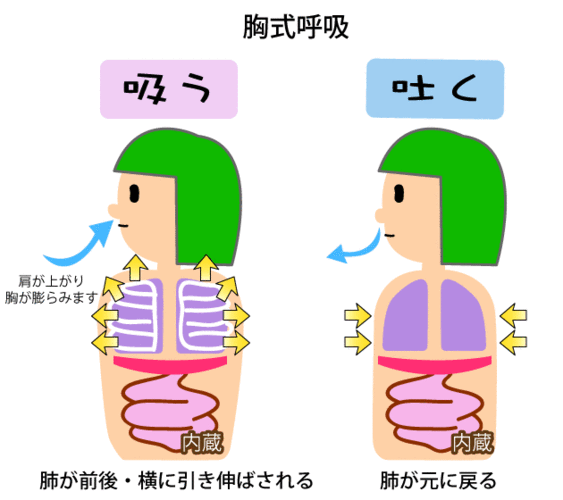 胸式呼吸,是靠胸部和背部的肌肉运动.会耸肩