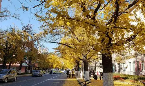 黄色的深秋,浦满的金光大道.