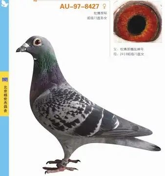 朱飞雄—杨世杰等高手冠军基础:超级73-美达西山御园鸽舍-中信网各地