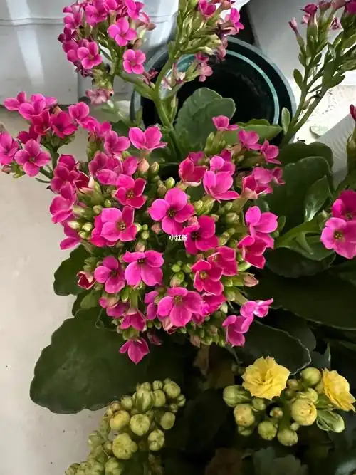 长寿花单瓣紫霞