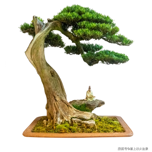 一盆好的盆景,惊艳整个客厅