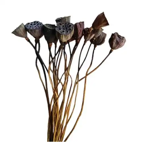 带杆莲蓬干花荷叶荷花莲蓬头自然干花真杆干莲蓬拍摄道具