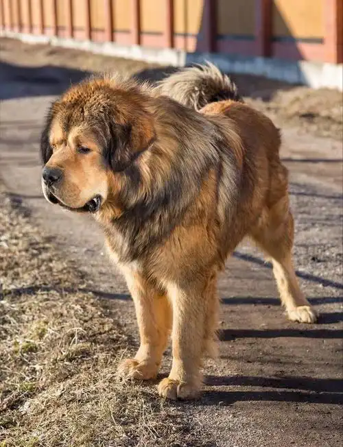 狗界"劳斯莱斯"——藏獒,为啥没人养了?