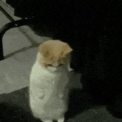 沙雕表情猫子狗子动态沙雕表情包04