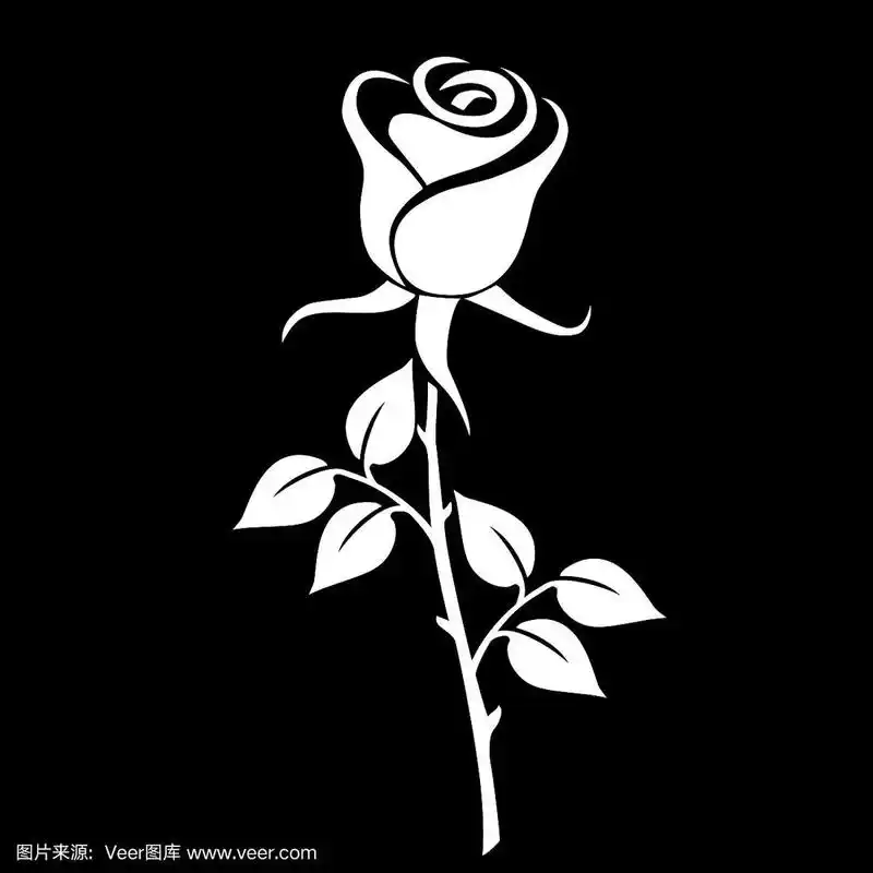 一朵美丽的白玫瑰.矢量插图.