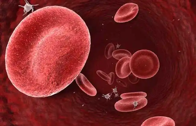 熊猫血是什么血型?