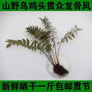野生乌鸡头贯众龙骨风昏鸡头新鲜干管仲贯节黑狗脊鸡头凤尾蕨百头