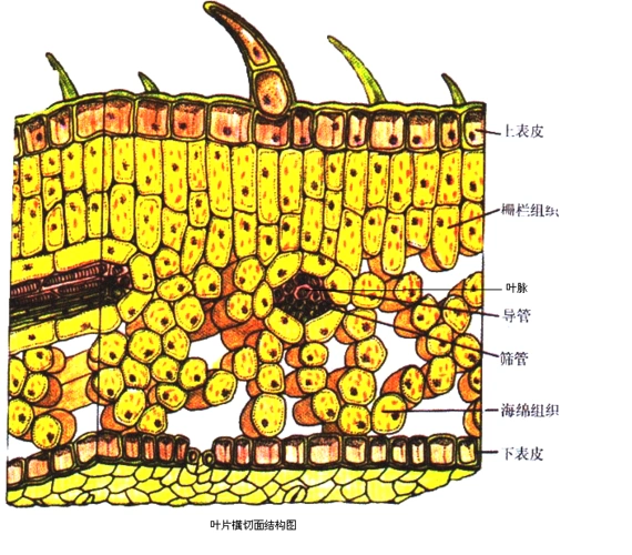 举例说出绿色植物光合作用原理在生产上的应用.