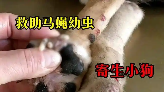 纪录片:可恶的马蝇幼虫又来祸害小狗了!