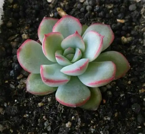 多肉:花月夜,富有诗意,梦幻,适合女孩养护